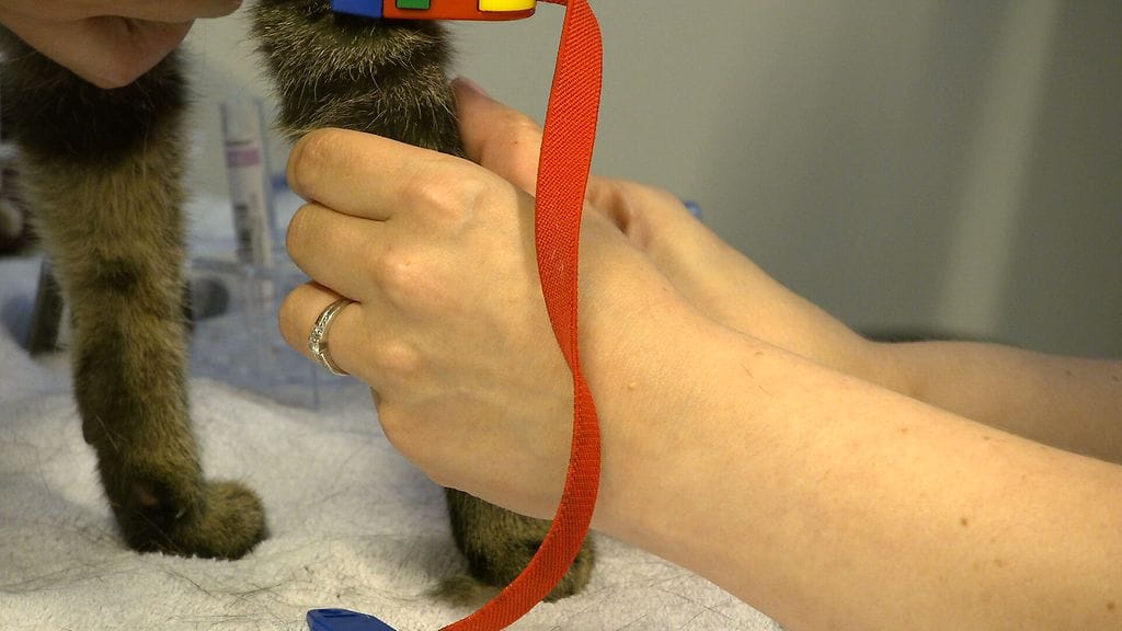 3007 VILI KISSA PRO BONO ELÄINLÄÄKÄRI 3