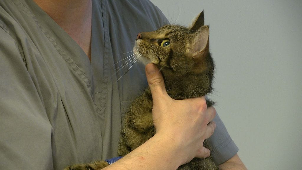 3007 VILI KISSA PRO BONO ELÄINLÄÄKÄRI 4