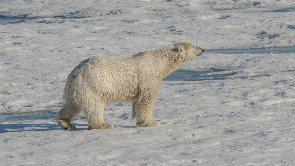 Huippuvuorilla asuu enemmän jääkarhuja kuin ihmisiä. Kuvituskuva.