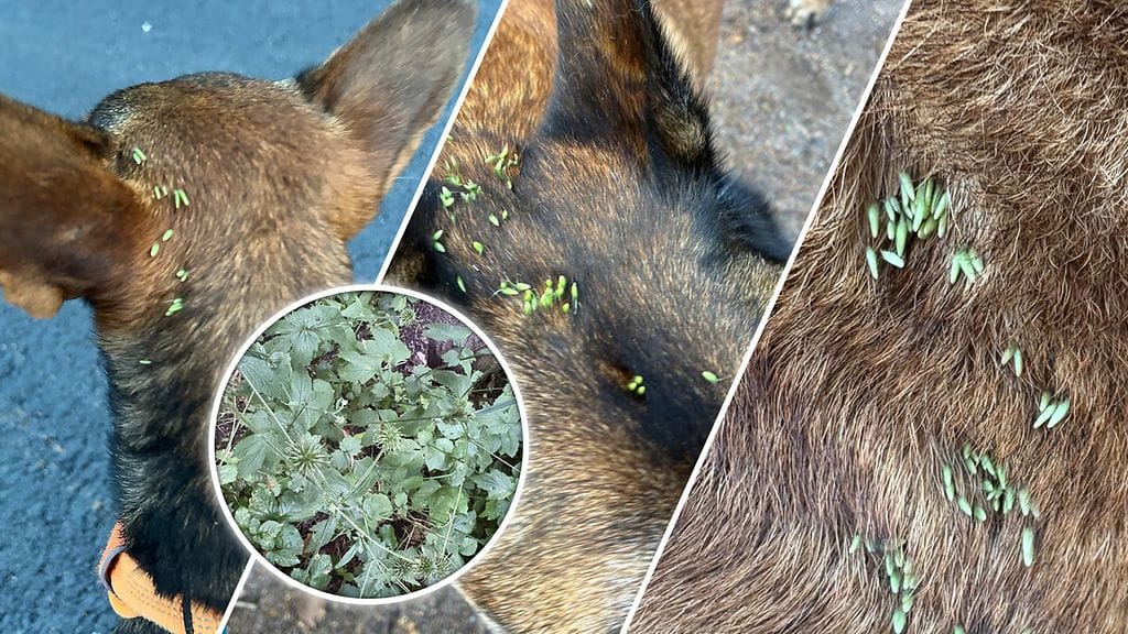 Koiran turkkiin voi ilmestyä yhtäkkiä kymmeniä tai jopa satoja pieniä siemeniä. Mistä on kyse?