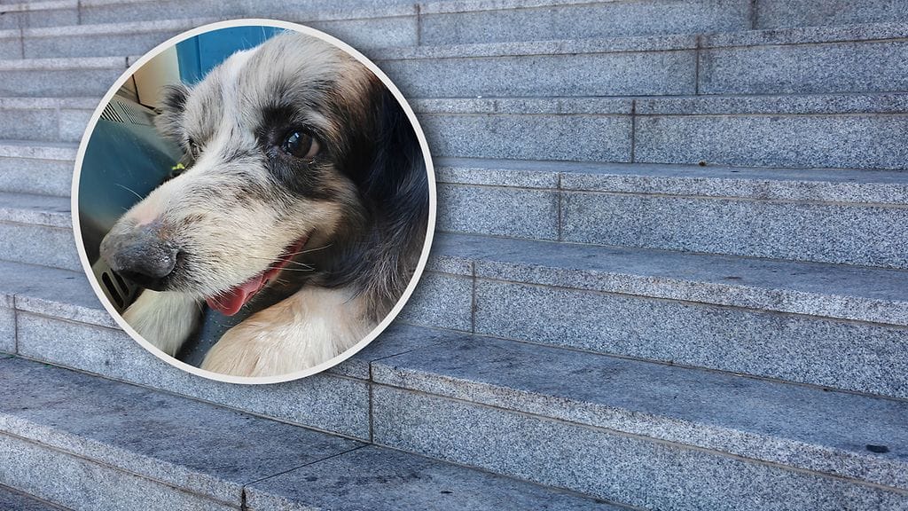 Sokea koiravanhus Joseph ei ole enää uskaltanut kiviportaisiin.