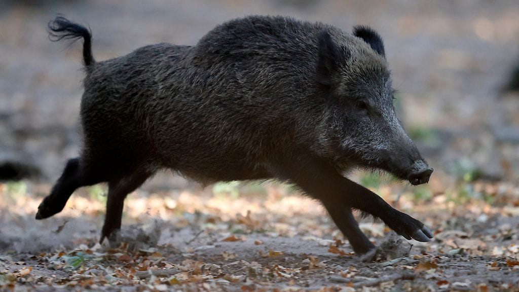 Kuvituskuvan villisika ei liity uutiseen.