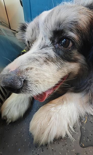 haastateltavan koira (1)