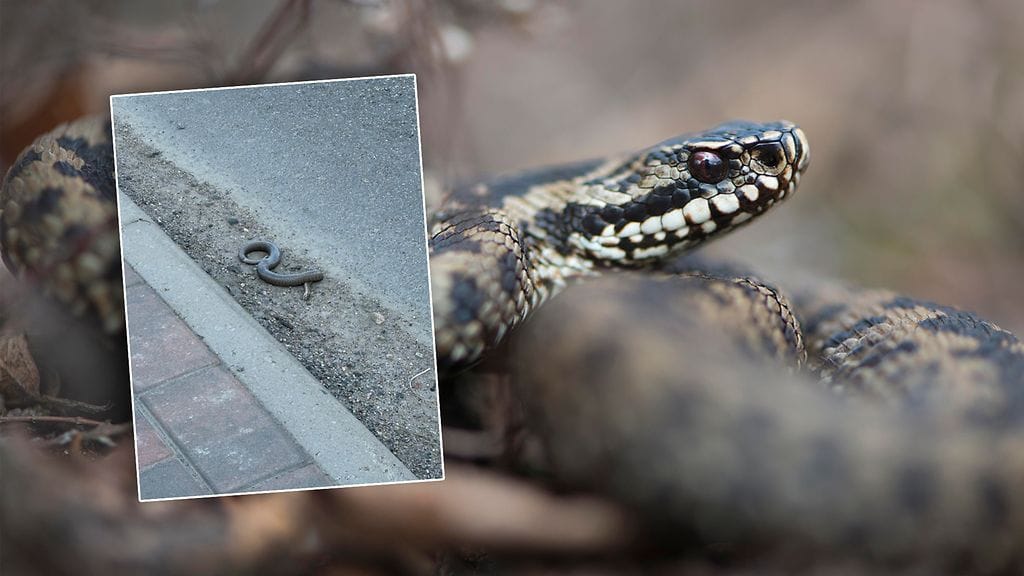 Miksi kuollut kyy liikkuu vielä?