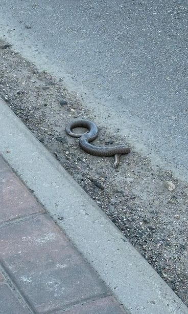 KERTAKÄYTTÖ Tiia Sipola Kuollut kyy