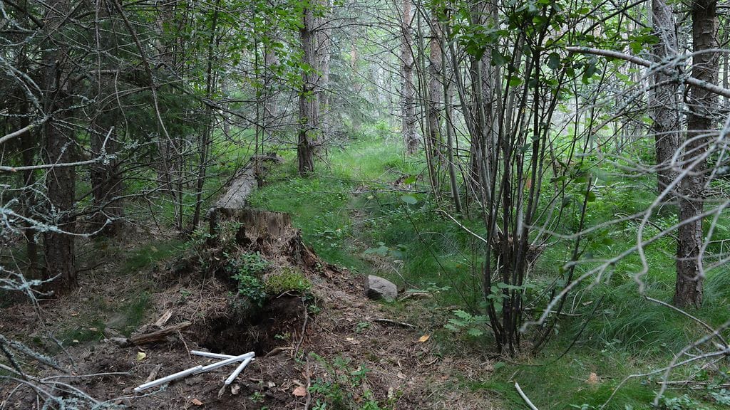 Varsinais-Suomessa Liedossa on kaivettu ylös viikinkiaikaisia hautapaikkoja ja viety niistä muun muassa koruja ja aseita.