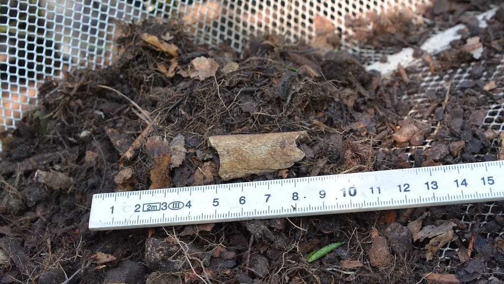 Varkaat iskivät viikinkihautoihin Liedossa (1)