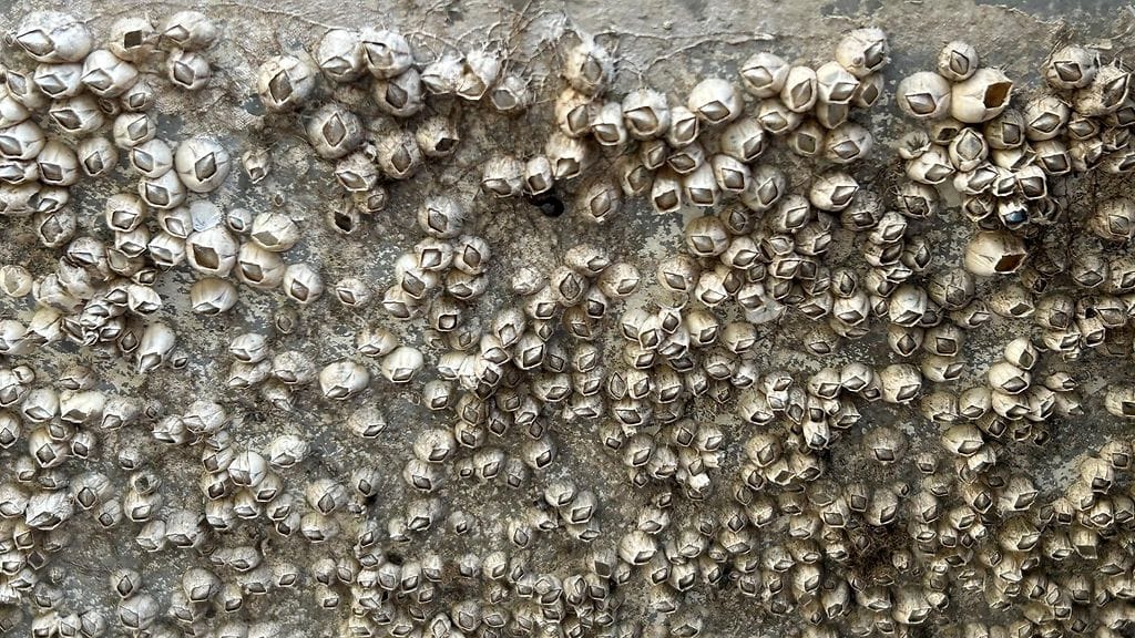 merirokko eli näkki