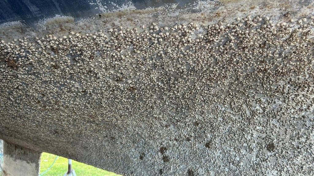 merirokko eli näkki, vieraslaji