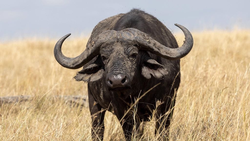 Afrikanpuhvelit voivat täysikasvuisina painaa jopa 900 kiloa. Kuvituskuva.