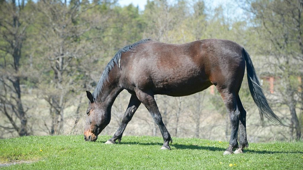 Säännöt koskevat muun muassa hevosten liikuntaa, ruokintaa sekä terveydenhuoltoa.