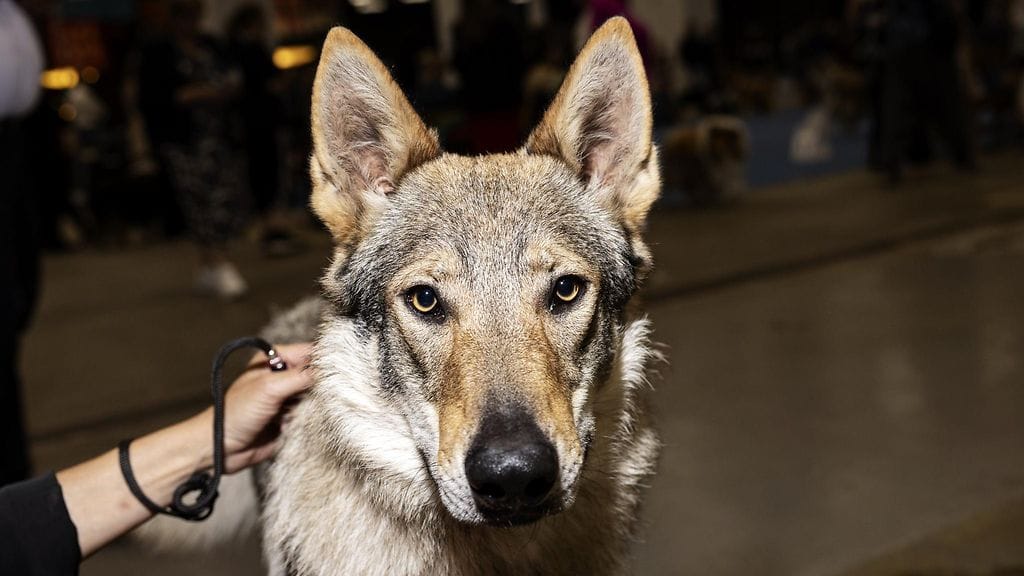 Kuvituskuva tshekkoslovakiansusikoirasta.