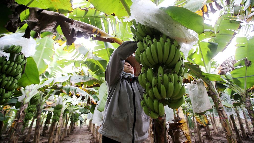 Trumpin golfkeskus vie vietnamilaisten viljelysmaita pilkkahintaan. Kuvituskuvassa nainen banaaniviljelmällä Hung Yenin maakunnassa vuonna 2016.