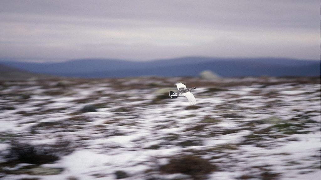 Riekko lensi Pallastunturin maisemassa vuonna 1997.