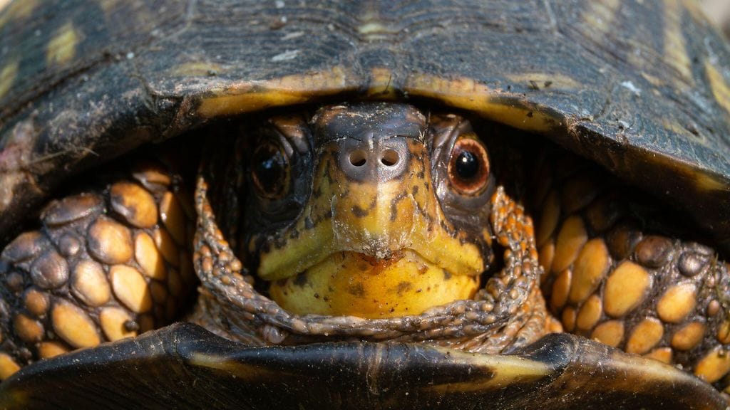 Tämä itäinen laatikkokilpikonnayksilö kuvattin Marylandissa Yhdysvalloissa.