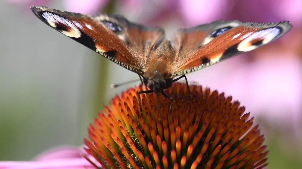 Kuvassa neitoperhonen Kaisaniemen kasvitieteellisessä puutarhassa Helsingissä.
