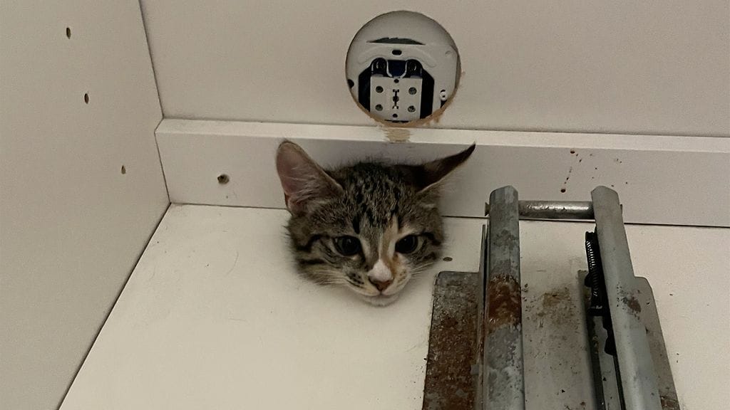 Mites minä nyt tästä pääsen, Minttu mahtoi pohtia.