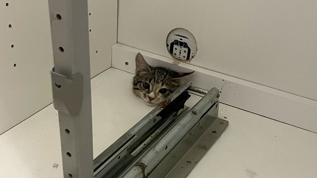 1308, kissa, jumissa 2