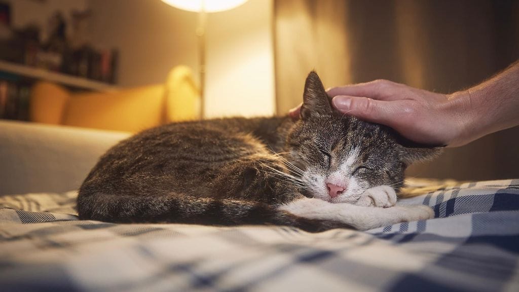 Vanhat kissatkin voivat sairastua muistisairauteen.