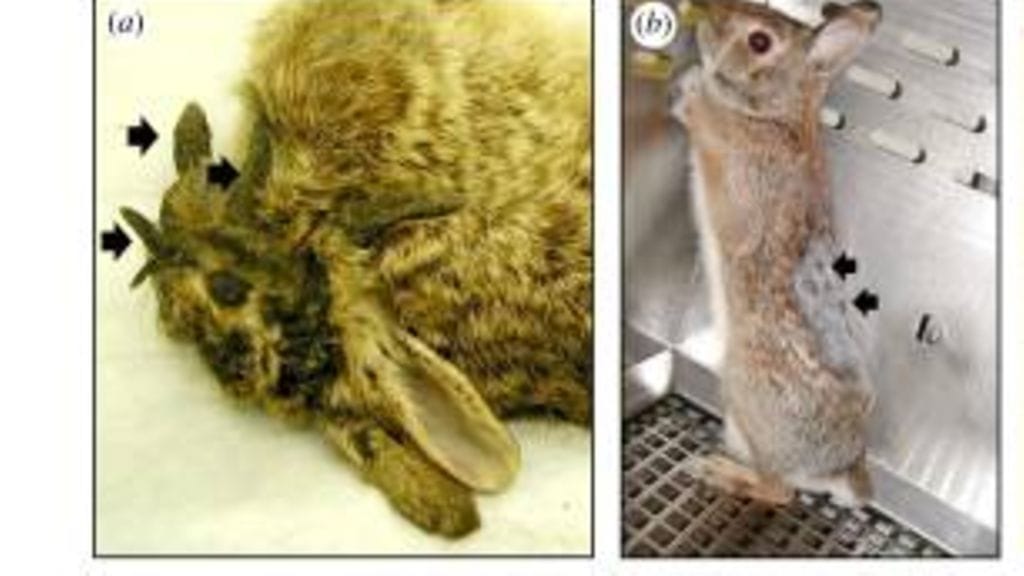 Sairauteen ei ole olemassa parannuskeinoa.