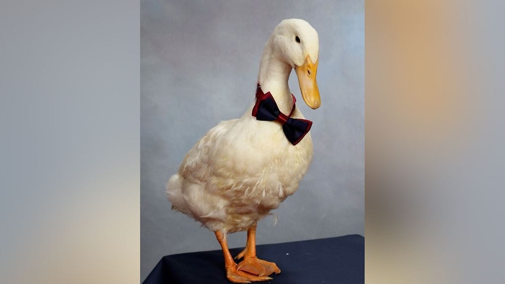 1308 Alfred-ankan koulukuvaus