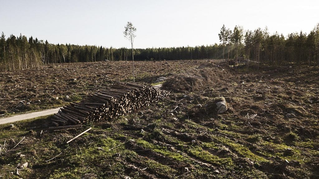 Kuvassa avohakkuualue Harrströmissa 22. elokuuta 2019.