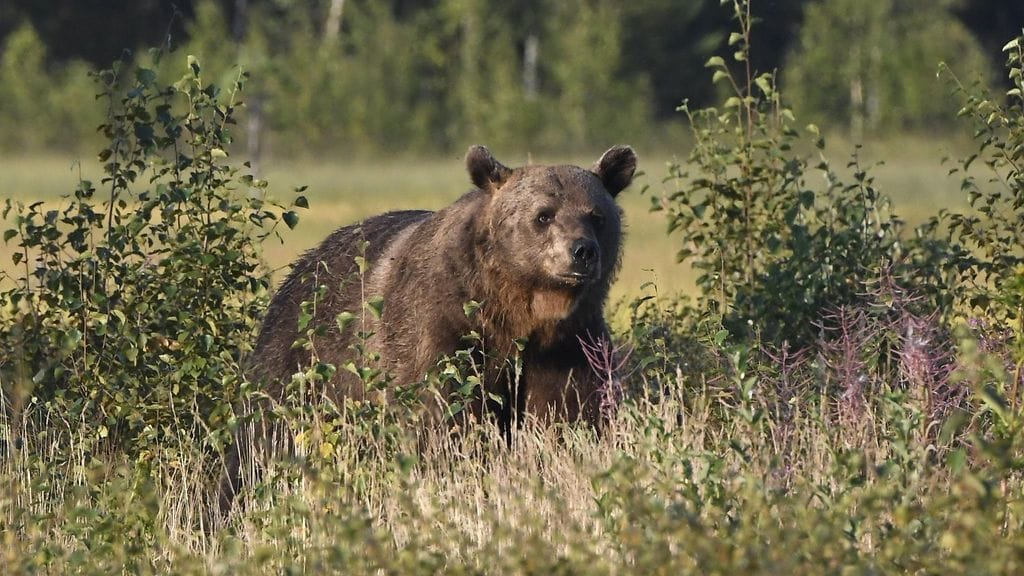 Karhu Kuhmon rajavyöhykkeellä 17. elokuuta 2022.