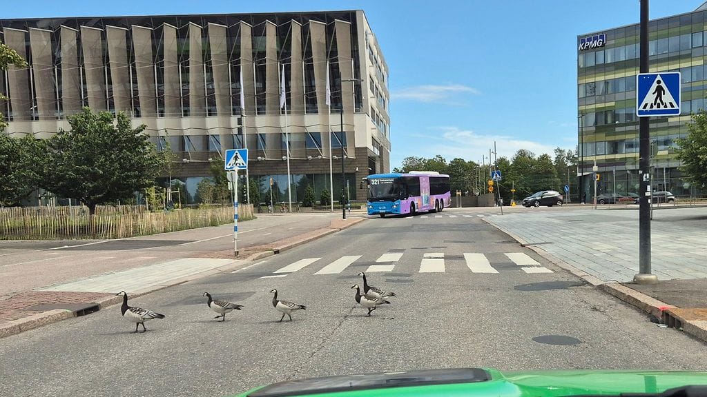 Kuljettajalla on monesti muitakin vaihtoehtoja kuin eläimen yli ajaminen tai vastaantulevaan autoon törmääminen.