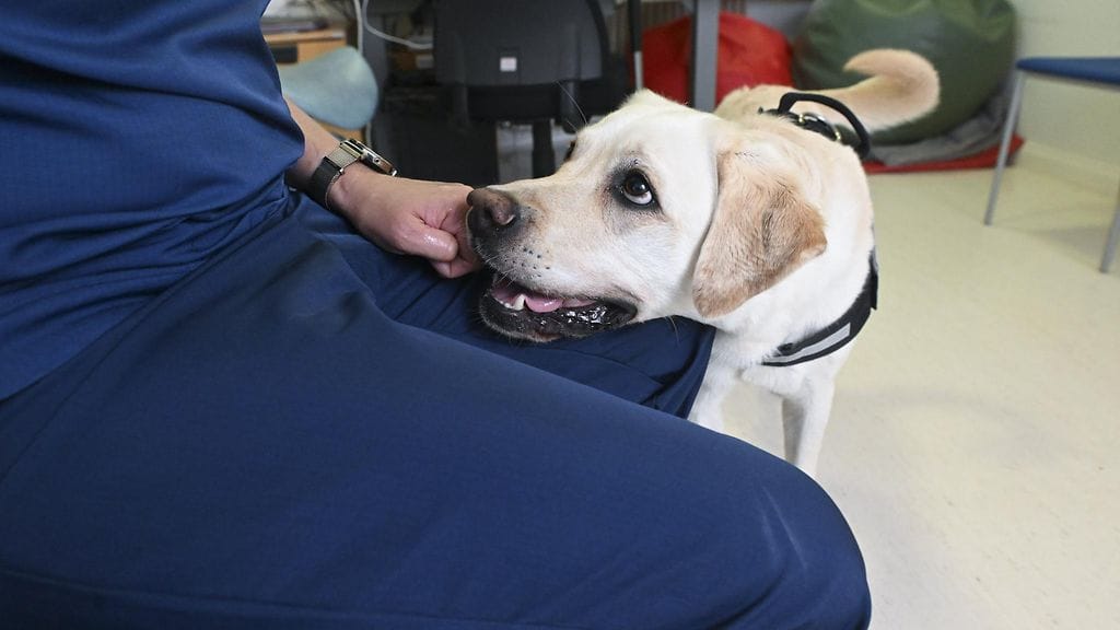 Labradorinnoutaja Crema Helsingissä 8. elokuuta 2025. Crema työskentelee fysioterapeutin työparina kipukoirana.