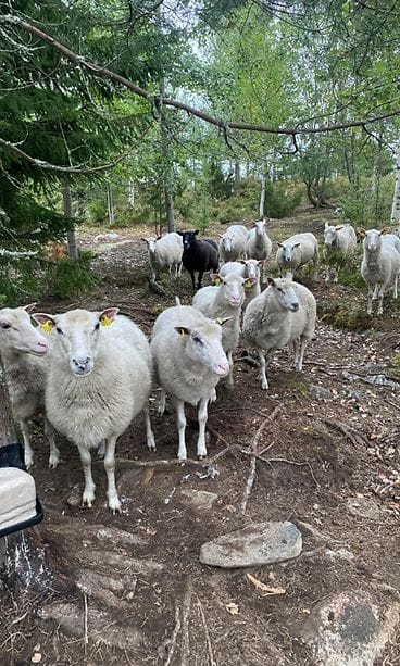 Korpilahden lammaskatras