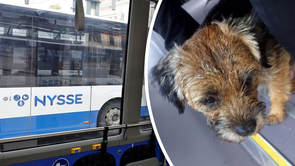 Ei arvannut kuvan koira, mitä päivä tuo tullessaan, kun sunnuntaiaamuna ovesta karkuun vilahti.