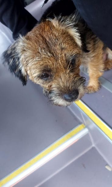 Tällainen pikkukoira hyppäsi elokuisena sunnuntaina bussiin Tampereella.