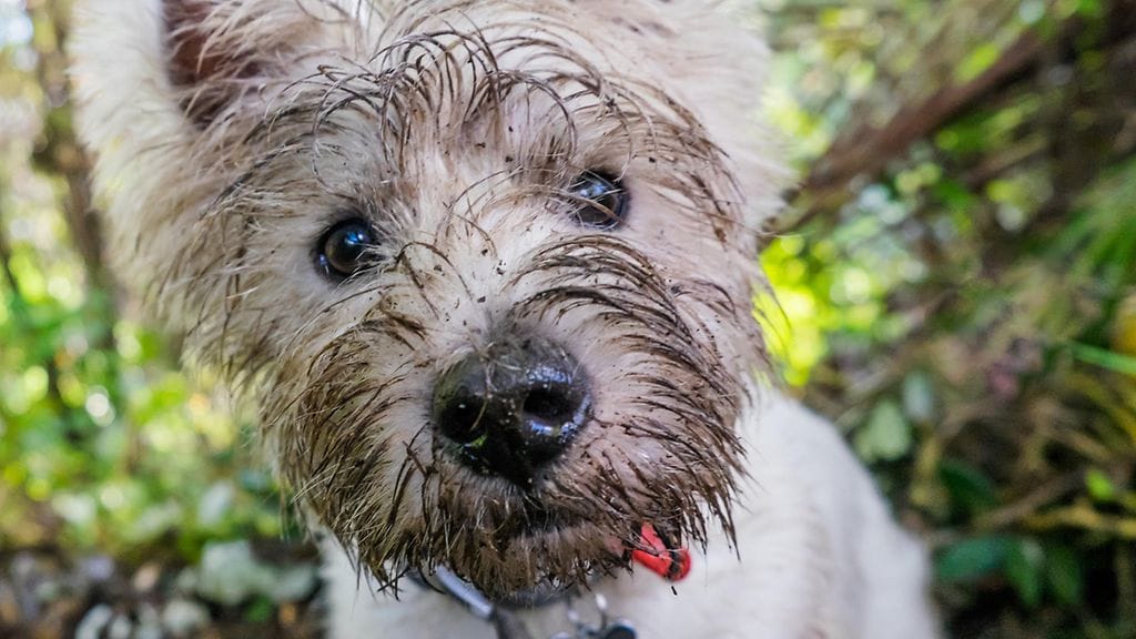 Kaikilla metsään pääsevillä koirilla ei ole edelleenkään oikeutta juosta vapaana.