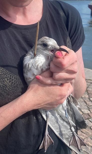 lokki ja grillitikku