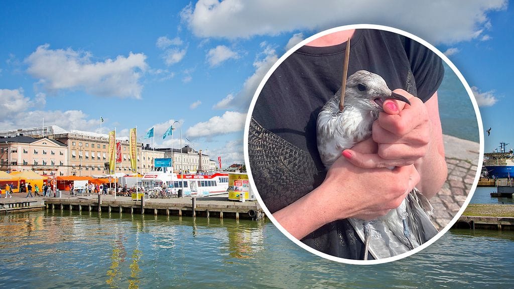 Helsingin Kauppatorilla liikkuu paljon lokkeja.