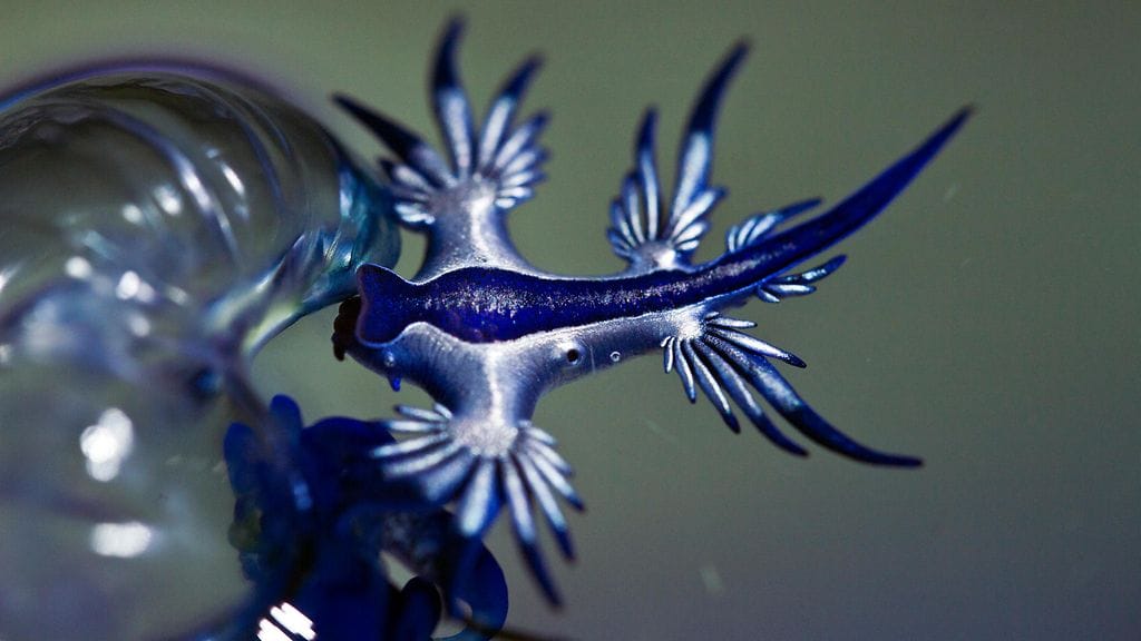 Kuvassa sinimerietana Glaucus atlanticus.