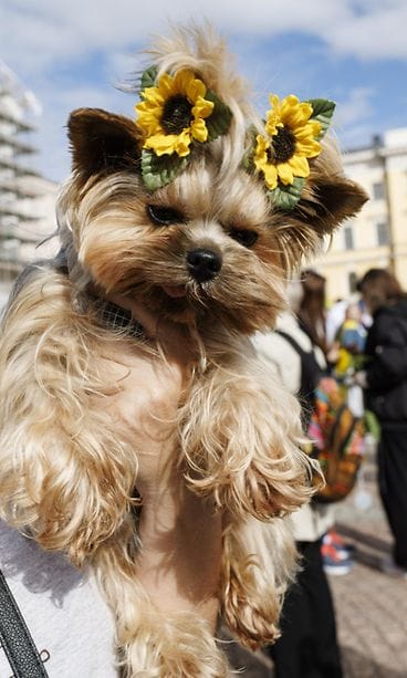 LK 24.8.2025 Auringonkukilla koristeltu Mio-koira Ukrainan kansallispäivän United for Ukraine -tapahtumassa Senaatintorilla Helsingissä 24. elokuuta 2025.