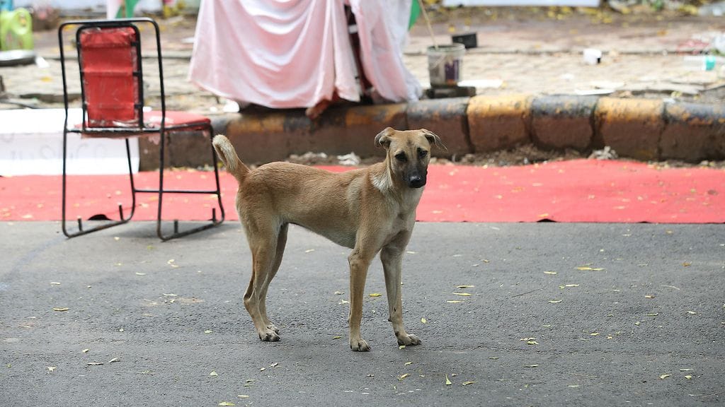 Intian kaduilla elää kaikkiaan arviolta 62 miljoonaa kulkukoiraa. Tässä on yksi niistä.