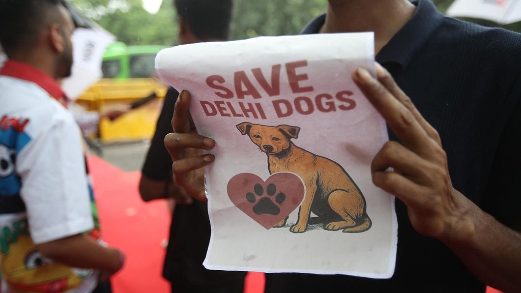 AOP Kyltissä toivotaan Intian kulkukoirien pelastamista.