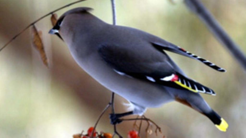 Lehtikuva/Marja Airio