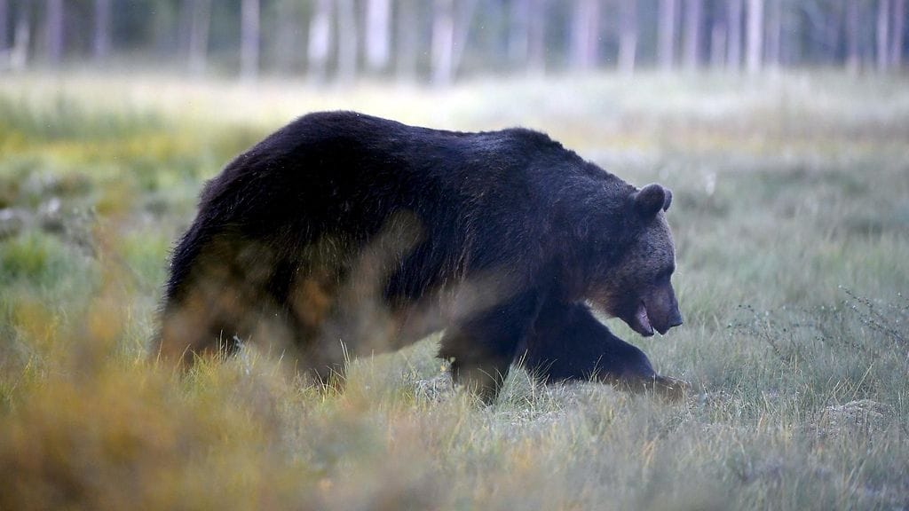 Metsästäjä loukkaantui karhun hyökkäyksessä Posiolla. Kuvituskuva.