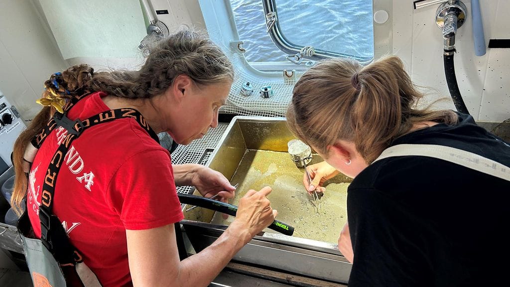 Itämeri, tutkimus, Raasepori