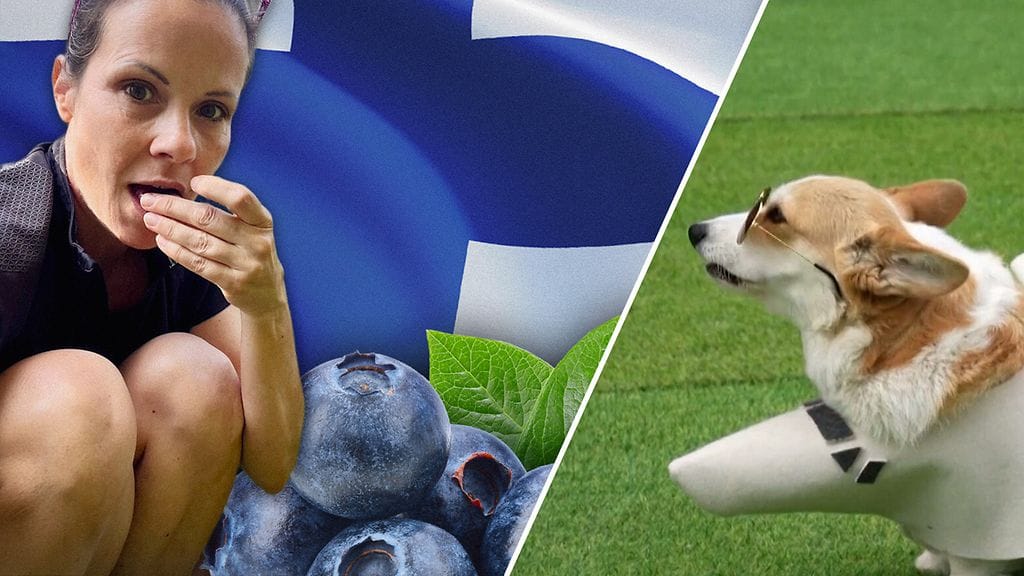 Unkarilainen Georgia rakastui Suomeen. Corgit kisasivat Liettuassa.