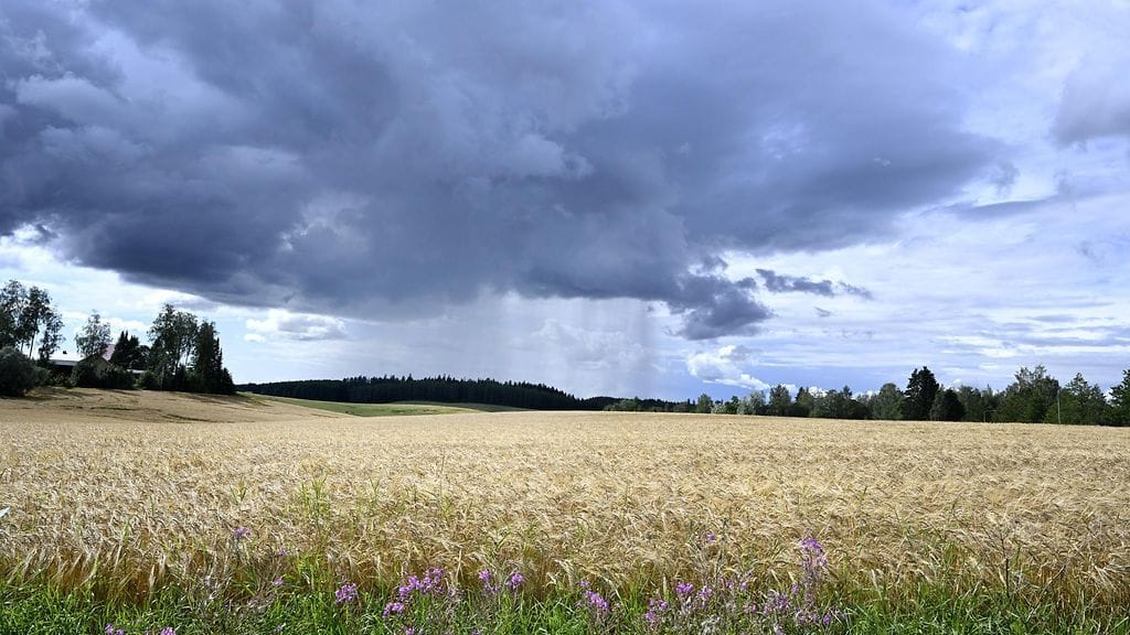 Viljapelto ja sadepilvi Hollolassa 12. elokuuta.