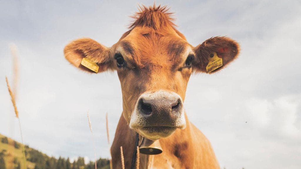 85-vuotias mies oli liikkeellä vaimonsa ja koiransa kanssa, kun yhdeksän lehmää ryntäsi heitä kohti. Kuvan eläin ei liity uutiseen.