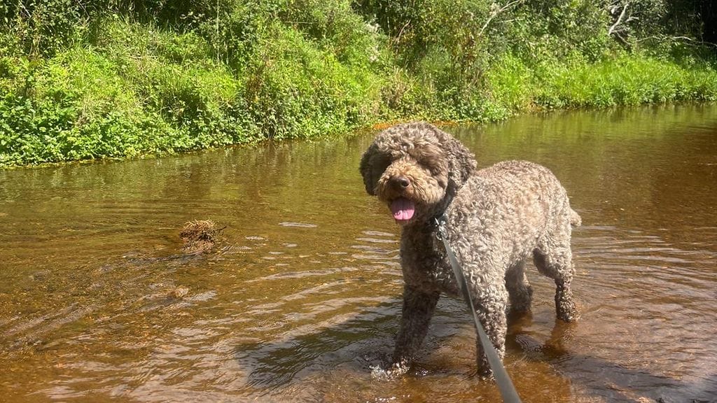 Arkistokuva. Monissa osissa Englantia on lisäksi viime aikoina kärsitty kuivuudesta.