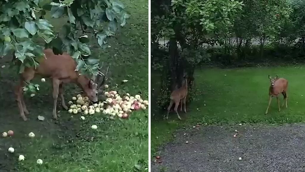 0209-netti-omenapeurat