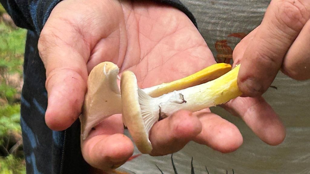 Sienet, limanuljaska