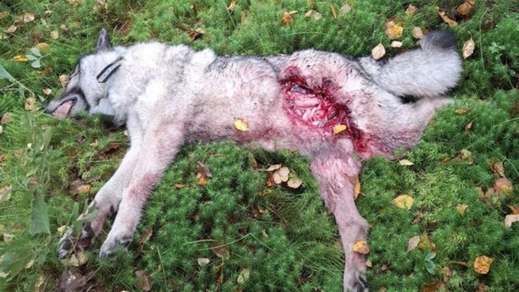 Sudet tappoivat koiran