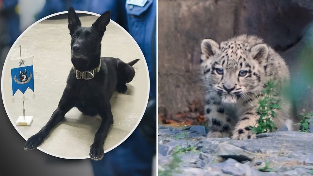 Poliisikoira Rikin pelasti somekansan hyvä tahto. Pikkuinen lumileopardi teki ensiesiintymisensä.